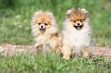 SPITZ ALLEMAND 255